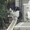 東京都墨田区のニャー