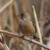 野鳥色々　