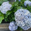 区切りをつける。そして家の近くに咲いていた紫陽花♡