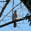ハイタカ・ツグミ・ウグイス・ハクセキレイ(靭公園探鳥2024年01月)