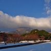 雪鳥花