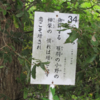万葉集の世界に飛び込もう―万葉歌碑を訪ねて（その２４９３）―