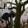 桜花爛漫  惜しむ春❣️ なるはちゃん その17 ─ リクエスト撮影 2024.4.11 松川周辺 ─