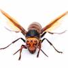 危険害虫のアブとスズメバチを飛び方と羽音で素早く見分ける方法！