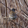 3/1(水)の朝の河川敷