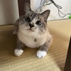 なんだってやれるだけのことはするのだ