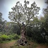 武雄の樹齢3000年の大楠御神木