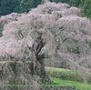 奈良県宇陀市の「又兵衛桜」