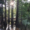 篠栗九大の森（福岡県篠栗町）～湖水から生える樹木が神秘的な景観をつくる