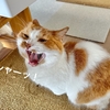 猫さんの体内細胞が擬人化した『はたらく細胞 猫』をレビュー。