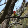 ナナクサインコ(Eastern Rosella)