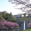 歌野川ダムの八重桜と