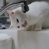 水も滴る白いネコ