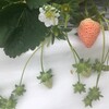 さがほのかの突然変異で出現 淡雪いちご (館山いちご狩りセンター) Tateyama Strawberry Picking Center