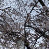 ●近くの公園の桜は3分咲きです。