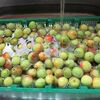 俺流ウメッシュづくり