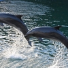🐬下田海中水族館　その②　イルカショーの様子です😊