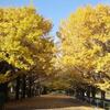 sakeの歩窓から（昭和記念公園の秋）