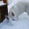 雪もぐり