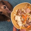 【犬ごはん】豚肉と白菜のごはん