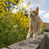 猫・島・写真（８）