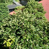 今年の柿は　すごくいい柿！　柿代さん、猛暑を乗り越え　エクセレントォォォォ～🎵