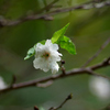 コブクザクラ：子福桜