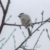 ものすごーーーく曇りの公園で鳥さん探し