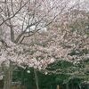 やっと桜満開、所々だが、