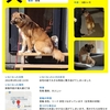 ⚠急告　行方不明の保護犬『千尋(ちひろ)』を探しています・釧路市】