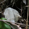 里山の草花