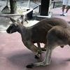 日帰り旅行＠アフリカンサファリの温泉ツアーに行ってきたので紹介する