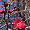 春の花を訪ねて〈230214〉Visiting spring flowers