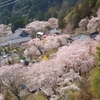 身延山久遠寺🌸しだれ桜