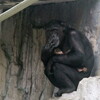 八木山動物公園　チンパンジーの赤ちゃん　２