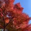 街路樹の紅葉🍁