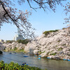 桜咲く千鳥ヶ淵