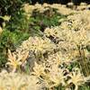 白い彼岸花（シロヒガンバナ）が咲く府中市郷土の森「曼珠沙華まつり」｜どこに咲いている？見頃と開花状況をご紹介（東京都府中市）