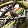 大賑わいの軽井沢野鳥の森