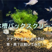 金魚 タナゴにおすすめ水槽バックスクリーン10選 選び方も教えます たなごgo 金魚 タナゴにおすすめ水槽バックスクリーン10選 選び方も教えます たなごgo