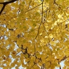 ワンランク上の紅葉の名所の作り方