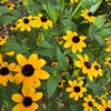 ミツバオオハンゴンソウの花たち