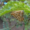 庭の虫の写真と甘い物の写真を載せます。