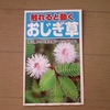 オジギソウを育てよう　１