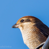 🦜野鳥の回【105】晴れた朝にモズが映える
