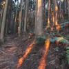 土岳　針葉樹林の朝焼け