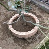 円いブロック、植木鉢の土替え／壁飾りカニクサ