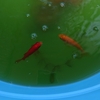 金魚の同居とヘルペスウィルス