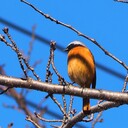 50歳からの野鳥観察＆野鳥撮影