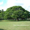 この木なんの木 (モアナルア・ガーデンパークの日立の樹)
